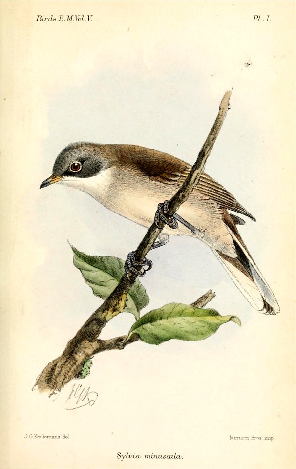 Sylvia minula, Keulemans