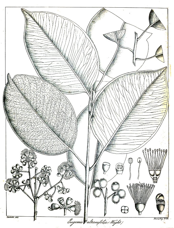 Syzygium alternifolium Govindoo