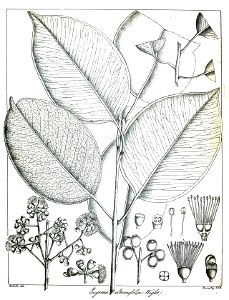 Syzygium alternifolium Govindoo