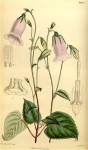 Symphyandra asiatica 146-8837