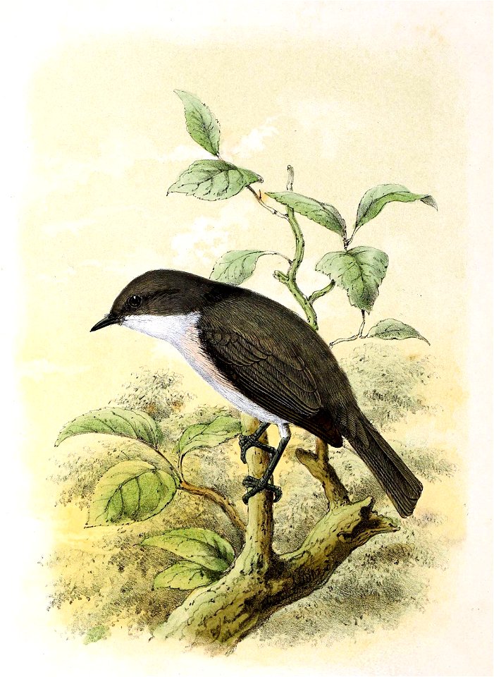 Sylvia curruca 1869