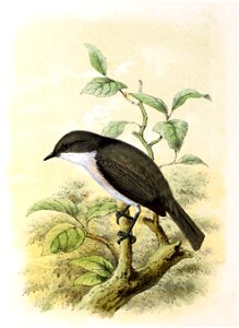 Sylvia curruca 1869