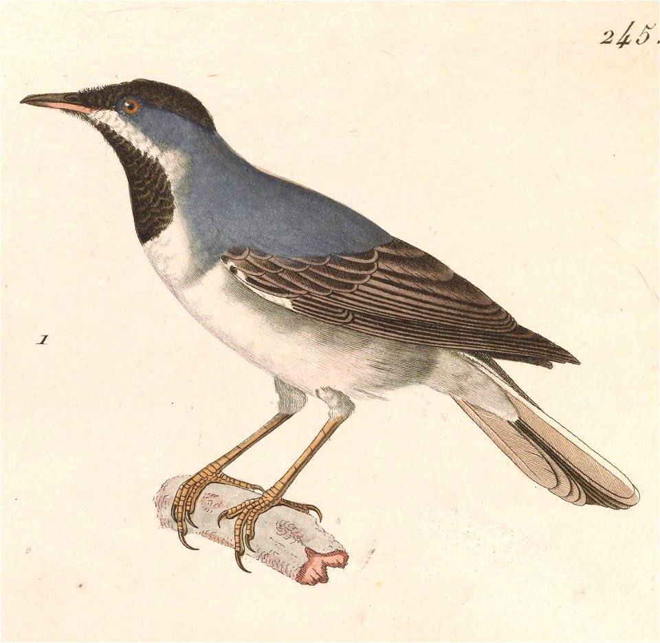 Sylvia ruppeli 1838