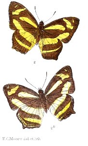 SymbrenthiaSilanaM 325
