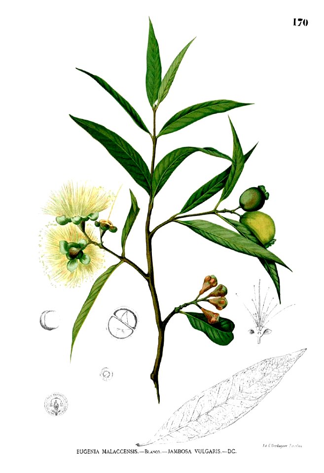 Syzygium jambos Blanco1.170
