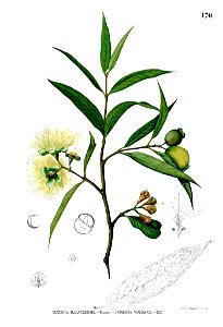 Syzygium jambos Blanco1.170
