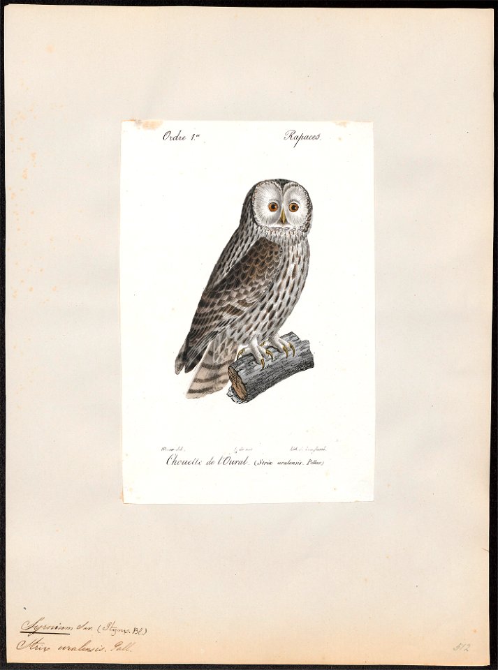 Syrnium uralense - 1842-1848 - Print - Iconographia Zoologica - Special Collections University of Amsterdam - UBA01 IZ18400165