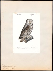 Syrnium uralense - 1842-1848 - Print - Iconographia Zoologica - Special Collections University of Amsterdam - UBA01 IZ18400165