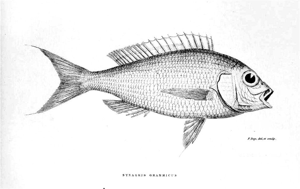 SynagrisGrammicusDay