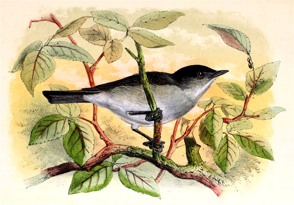 Sylvia atricapilla 1873