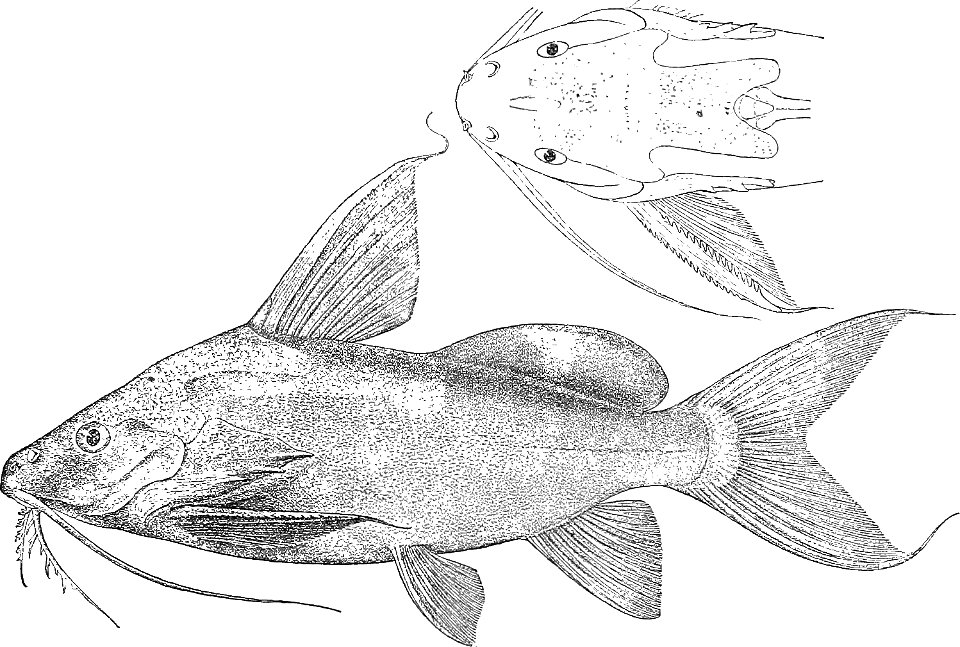 Synodontis budgetti