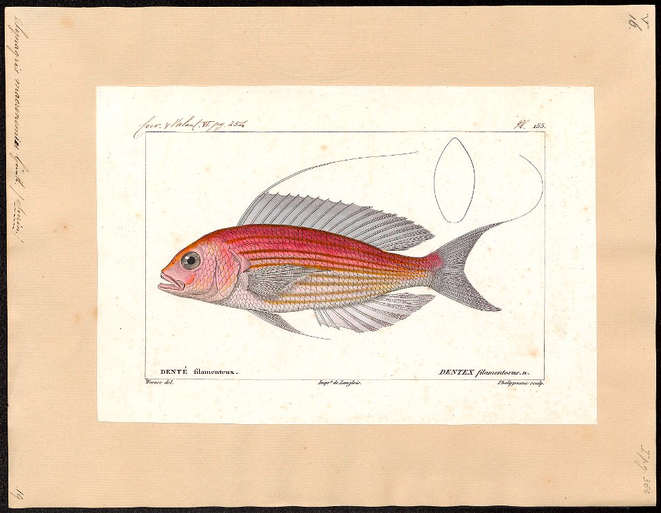 Synagris macronemus - 1828-1849 - Print - Iconographia Zoologica - Special Collections University of Amsterdam - UBA01 IZ13000257