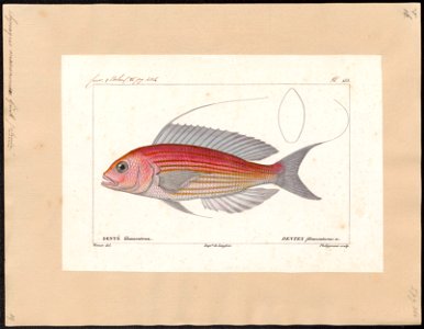 Synagris macronemus - 1828-1849 - Print - Iconographia Zoologica - Special Collections University of Amsterdam - UBA01 IZ13000257