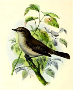Sylvia hortensis 1873