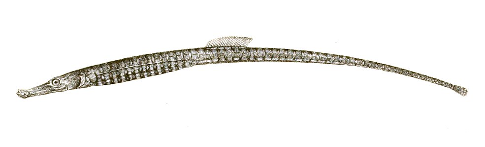 Syngnathus spicifer Achilles 174