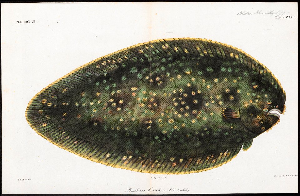 Synaptura heterolepis - 1866-1872 - Print - Iconographia Zoologica - Special Collections University of Amsterdam - UBA01 IZ14000225