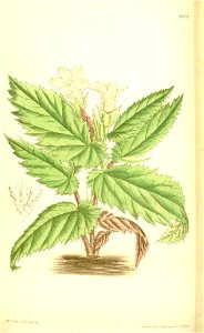 Symbegonia fulvo-villosa 137-8409