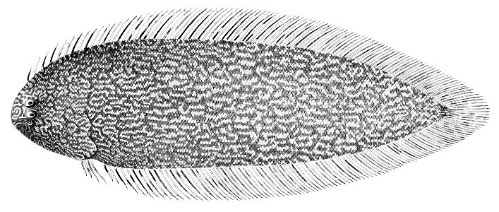 Symphurus undatus