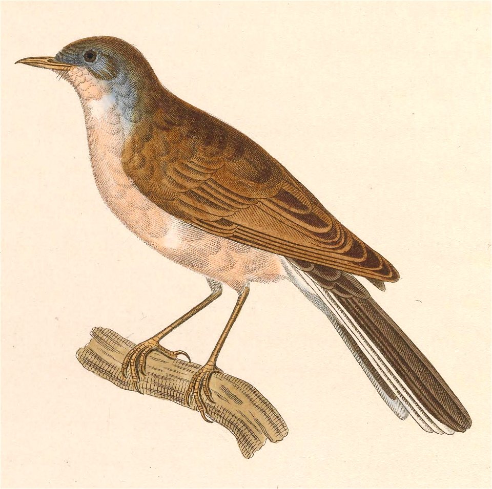 Sylvia cantillans male 1838
