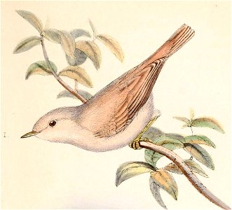 Sylvia nana nana 1859