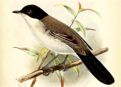 SylviaBlanfordiKeulemans-cropped