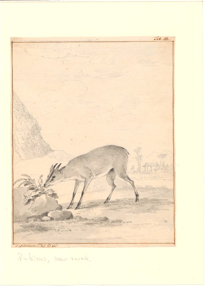 Sylvicapra grimmia - 1710-1792 - Print - Iconographia Zoologica - Special Collections University of Amsterdam - UBA01 IZA1000714