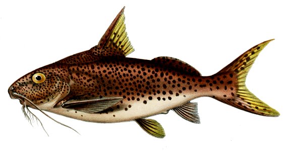 Synodontis multipunctatus J. Green