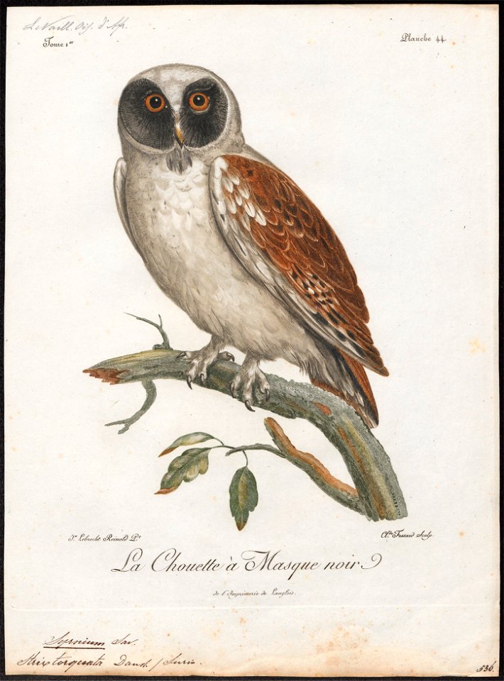 Syrnium torquatum - 1796-1808 - Print - Iconographia Zoologica - Special Collections University of Amsterdam - UBA01 IZ18400181
