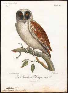 Syrnium torquatum - 1796-1808 - Print - Iconographia Zoologica - Special Collections University of Amsterdam - UBA01 IZ18400181
