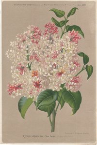 Syringa vulgaris Clara Cochet