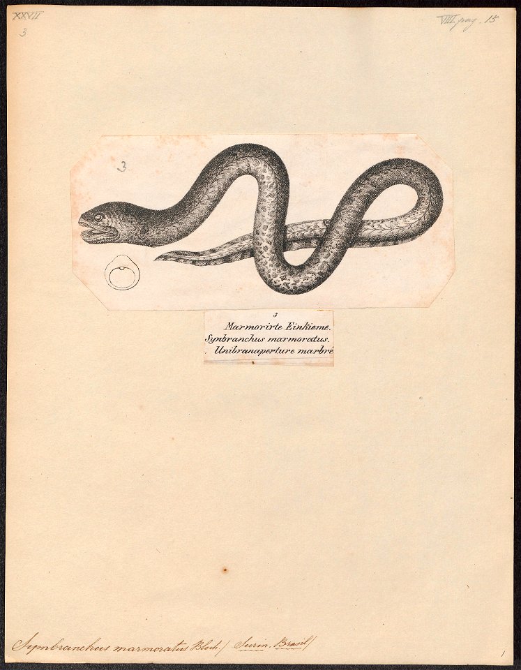 Symbranchus marmoratus - 1809-1845 - Print - Iconographia Zoologica - Special Collections University of Amsterdam - UBA01 IZ15100141