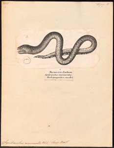 Symbranchus marmoratus - 1809-1845 - Print - Iconographia Zoologica - Special Collections University of Amsterdam - UBA01 IZ15100141