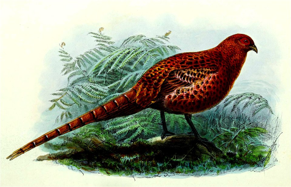 Syrmaticus soemmerringii 1876