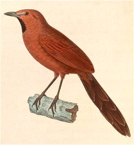 Synallaxis rutilans 1838