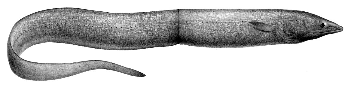Synaphobranchus brevidorsalis1