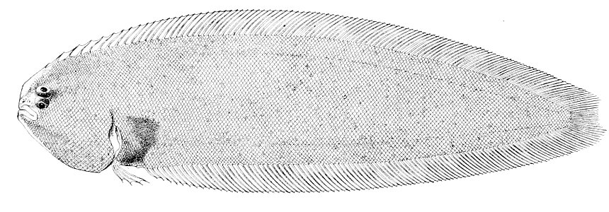 Symphurus strictus
