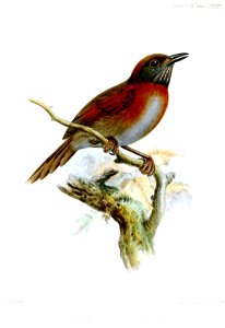 SynallaxisErythrothoraxWolf