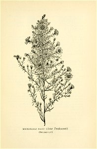 Symphyotrichum tradescantii