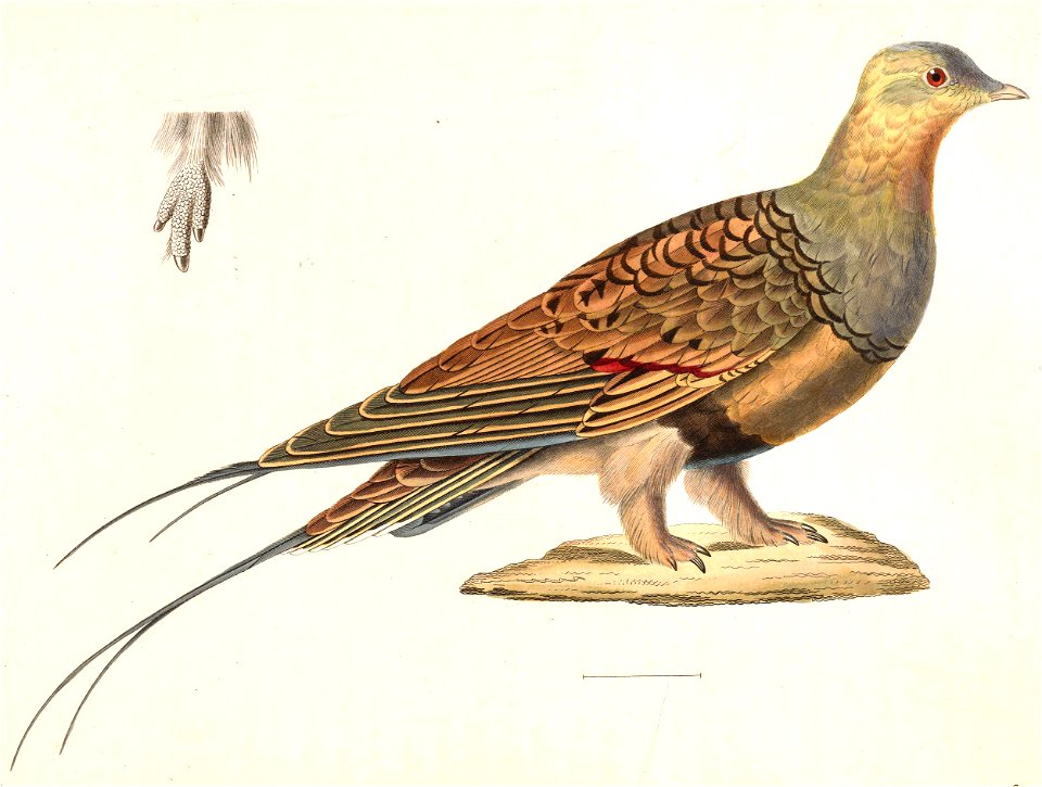 Syrrhaptes paradoxus 1838