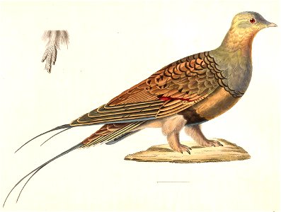 Syrrhaptes paradoxus 1838