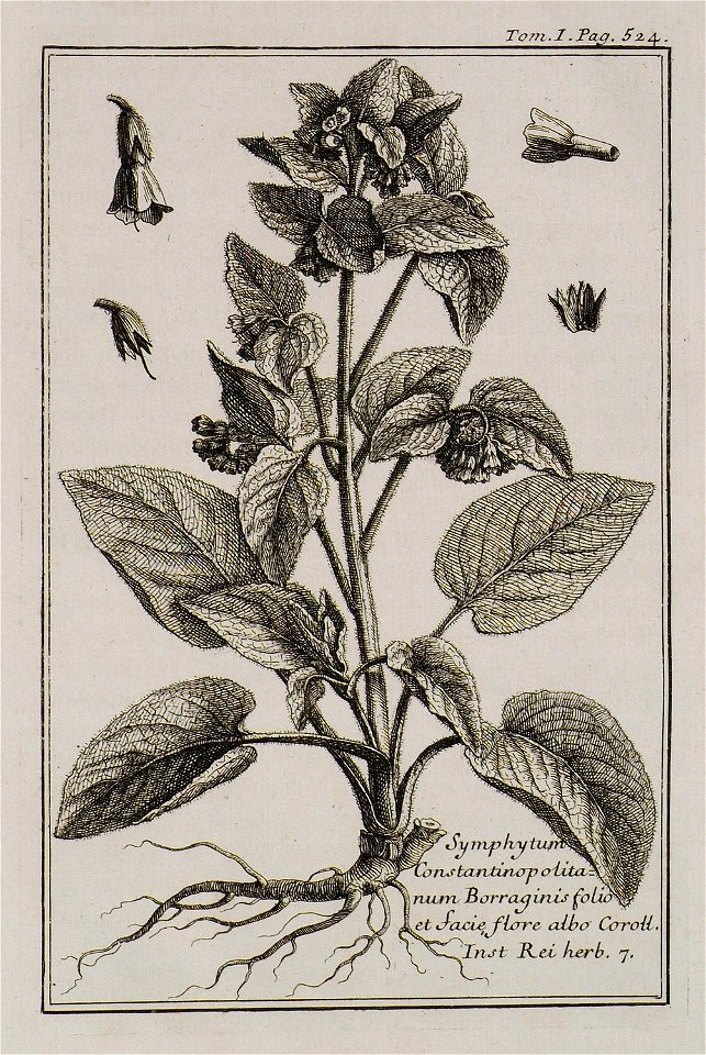 Symphytum Constantinopolitanum Borraginis folio et facie flore albo Coroll Inst Rei herb 7 - Tournefort Joseph Pitton De - 1717