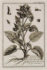 Symphytum Constantinopolitanum Borraginis folio et facie flore albo Coroll Inst Rei herb 7 - Tournefort Joseph Pitton De - 1717