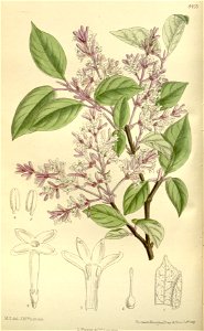 Syringa julianae 138-8423. Free illustration for personal and commercial use.