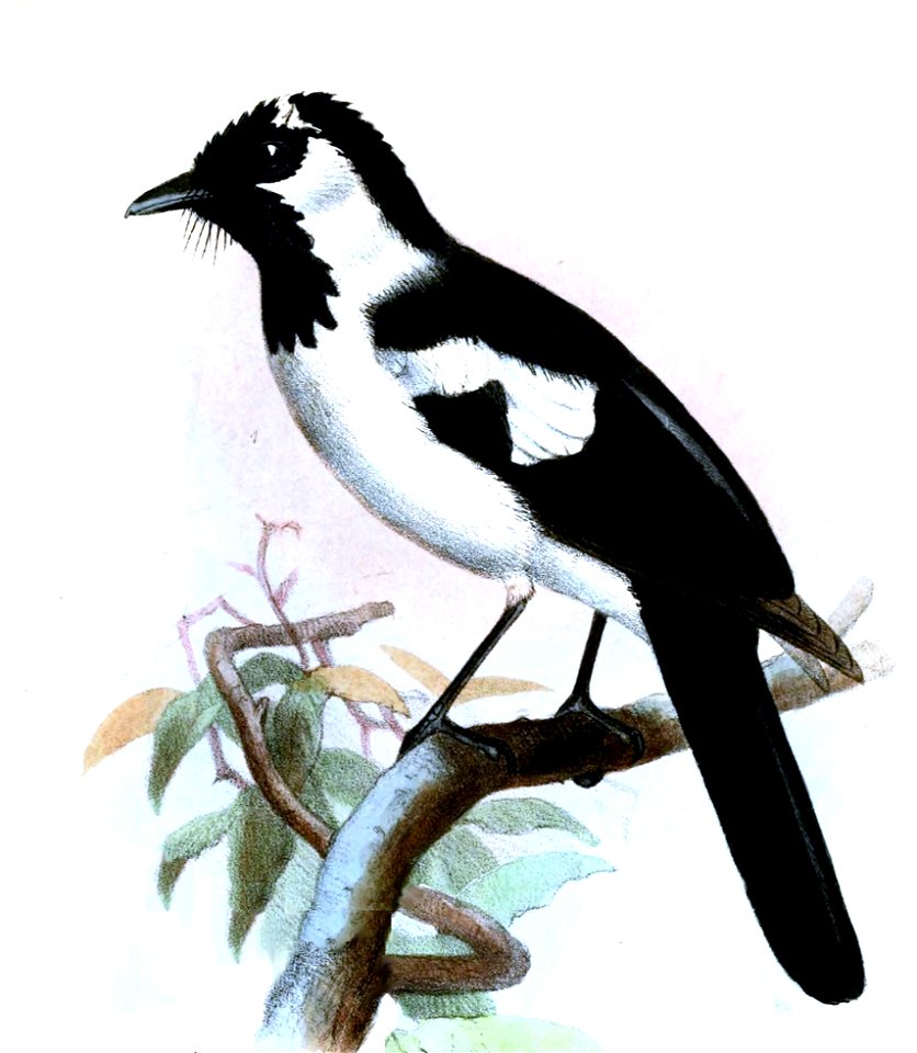 Symposiachrus verticalis Smit