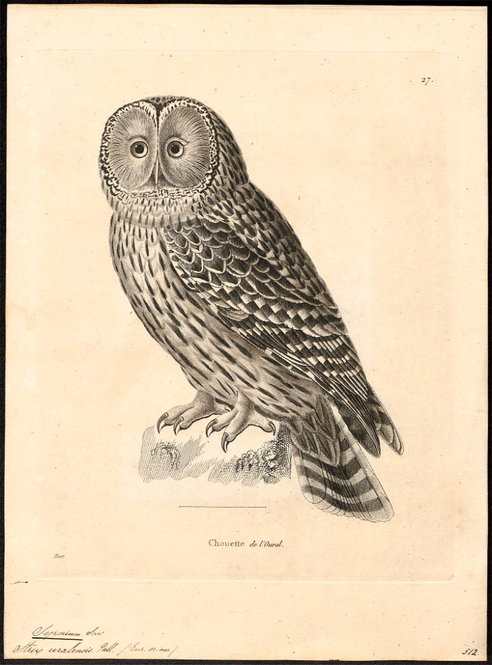 Syrnium uralense - 1700-1880 - Print - Iconographia Zoologica - Special Collections University of Amsterdam - UBA01 IZ18400163