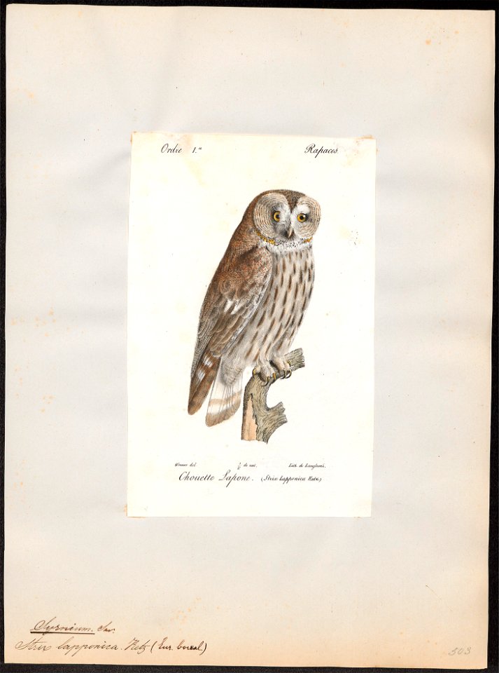 Syrnium lapponicum - 1842-1848 - Print - Iconographia Zoologica - Special Collections University of Amsterdam - UBA01 IZ18400157