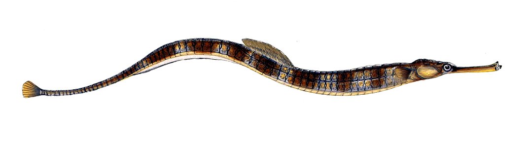 Syngnathus acus Gervais