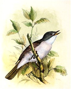 Sylvia communis 1869