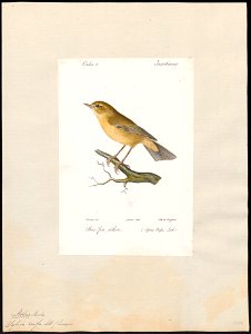 Sylvia rufa - 1842-1848 - Print - Iconographia Zoologica - Special Collections University of Amsterdam - UBA01 IZ16200191