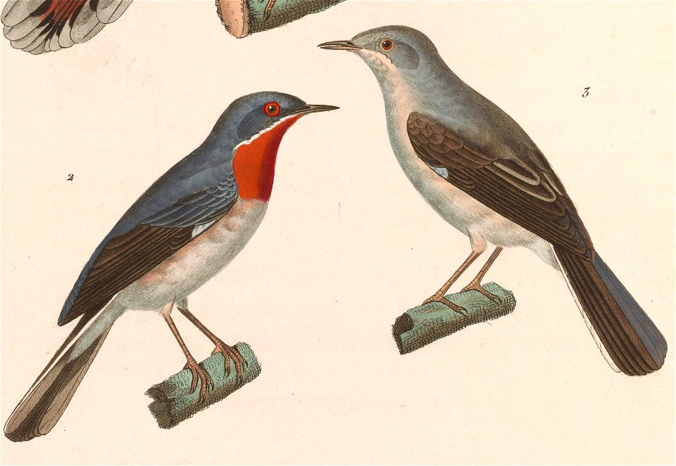 Sylvia subalpina male and female 1838
